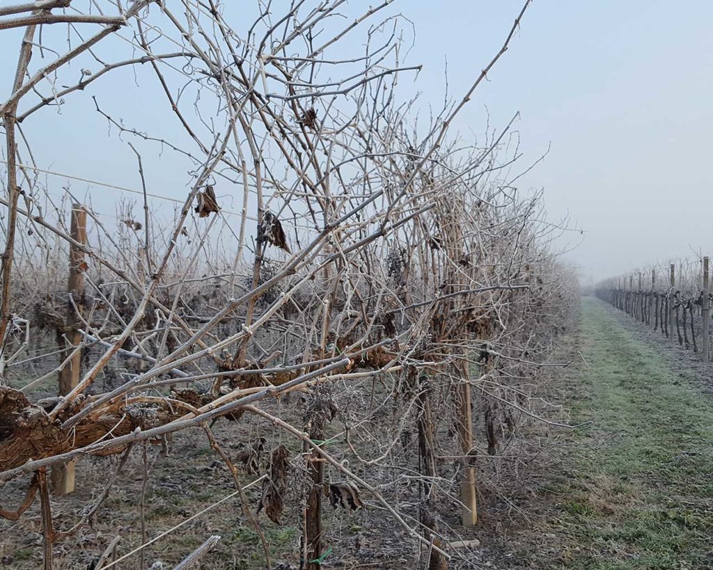 Vigneto d'inverno - Azienda agricola Le Magnolie