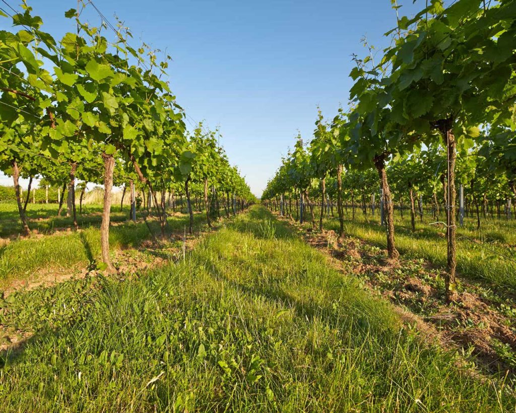 Vigneto - Azienda agricola Le Magnolie